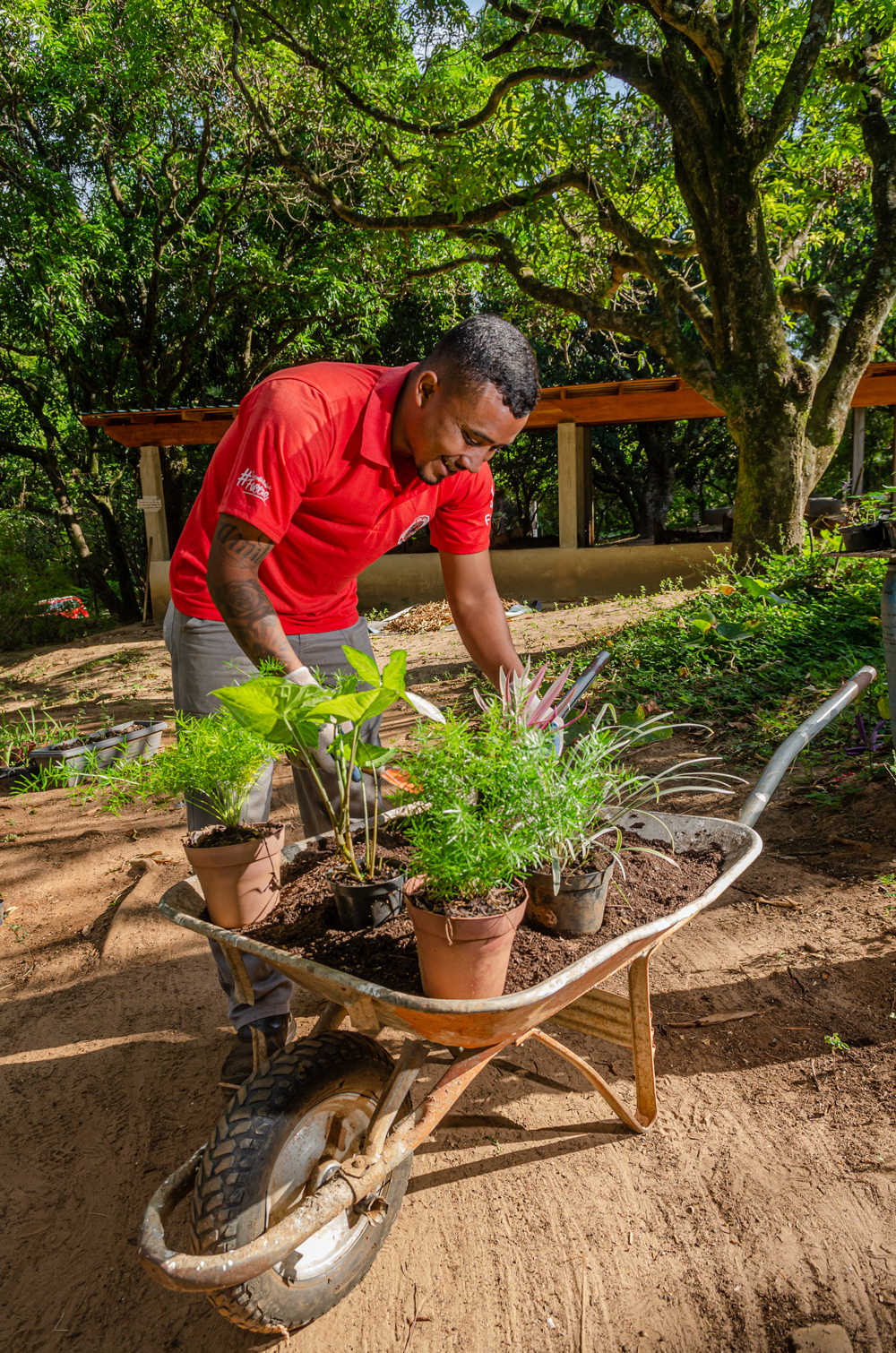 Ademar Felinto da Silva curva-se sorridente em direção ao carrinho de mão com terra, onde manuseia os vasos com plantas.