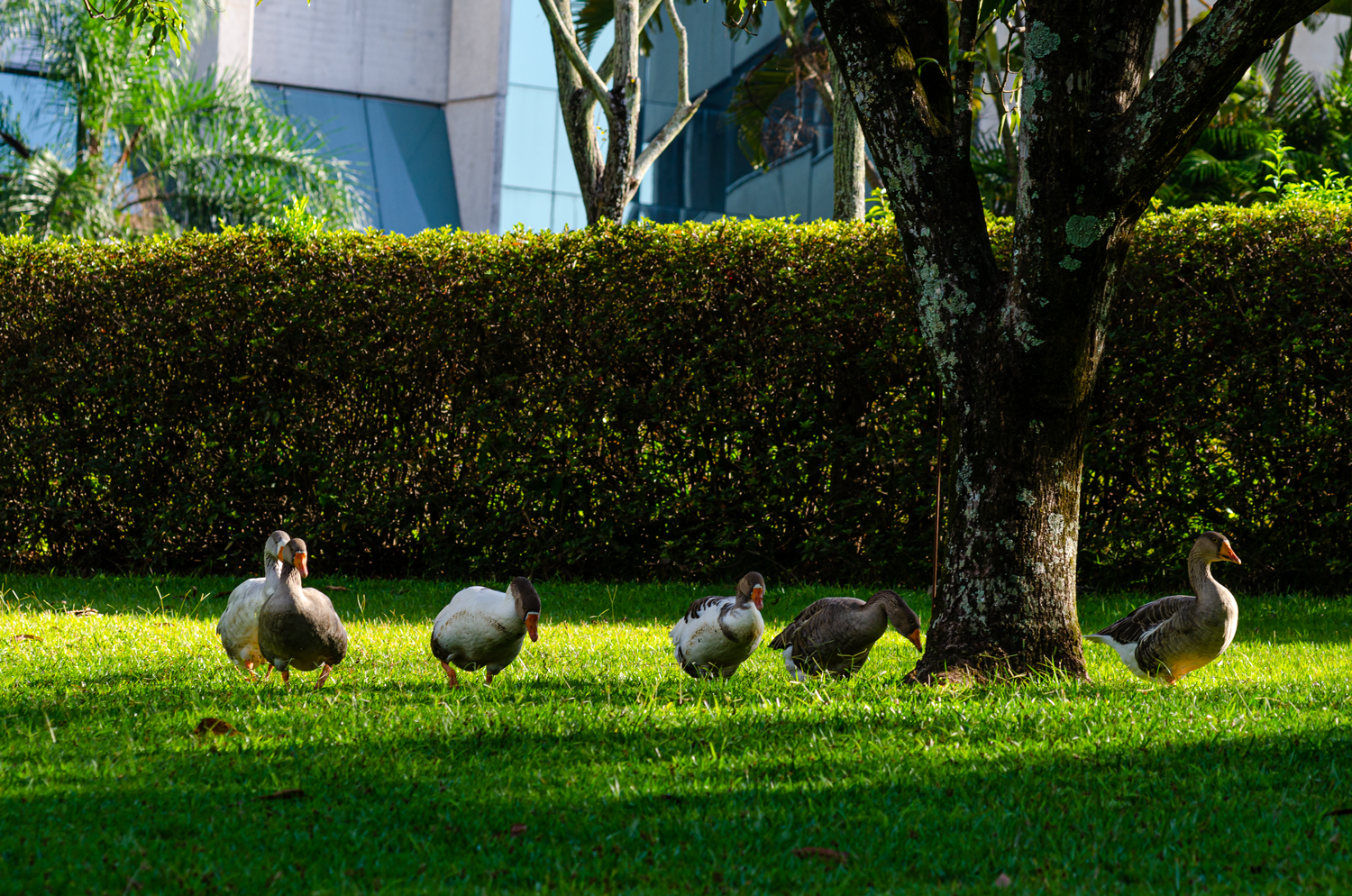 em dia de sol, cinco patos no gramado sombreado pelas árvores.